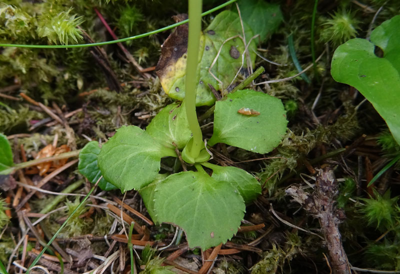 Moneses uniflora / Piroletta soldanina